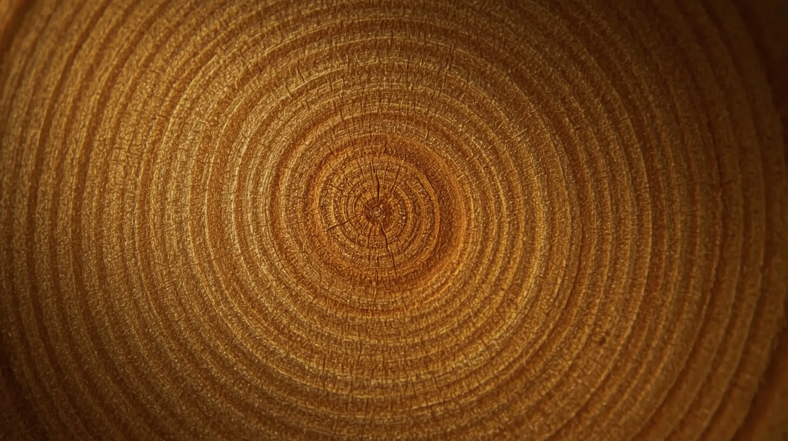 Huon pine end grain detail